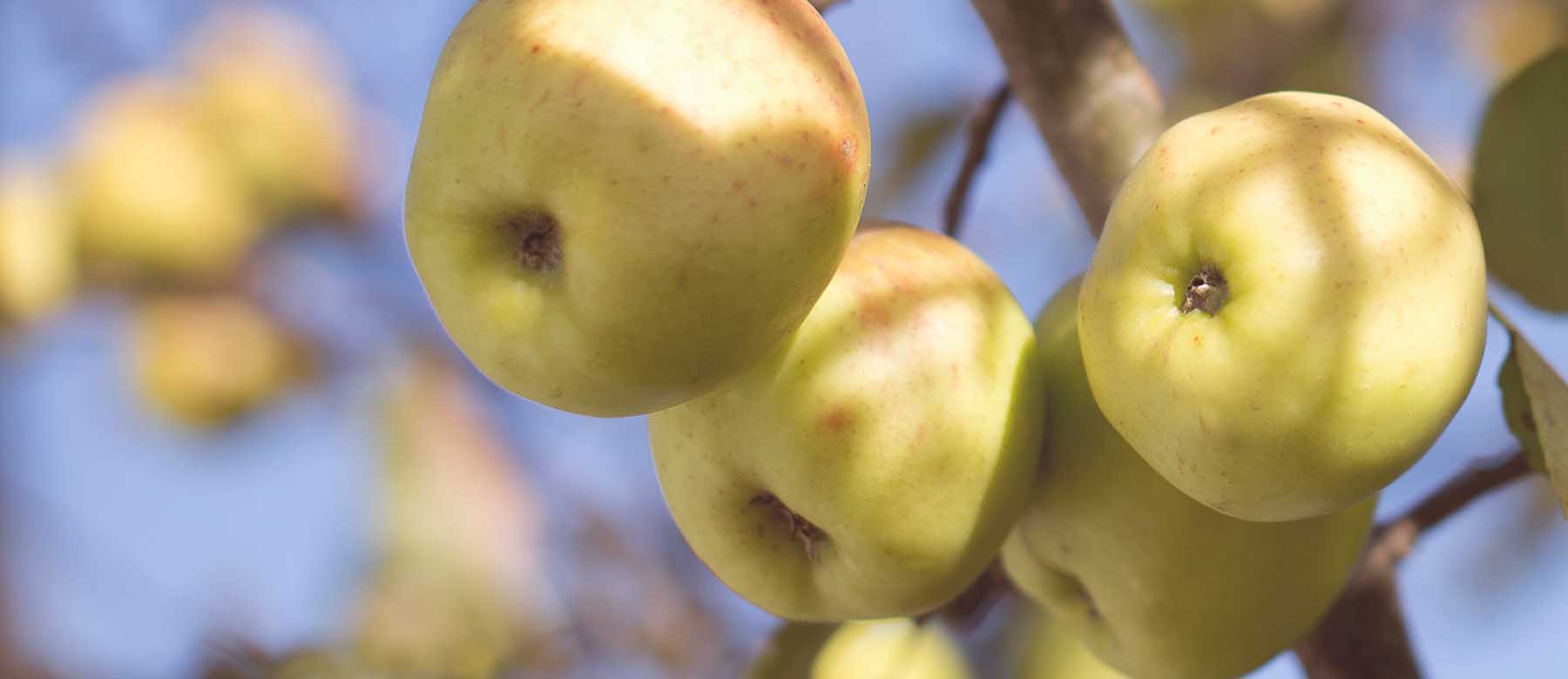 Gebackenene Apfel- Nougatknödel mit Apfelmostsabayon